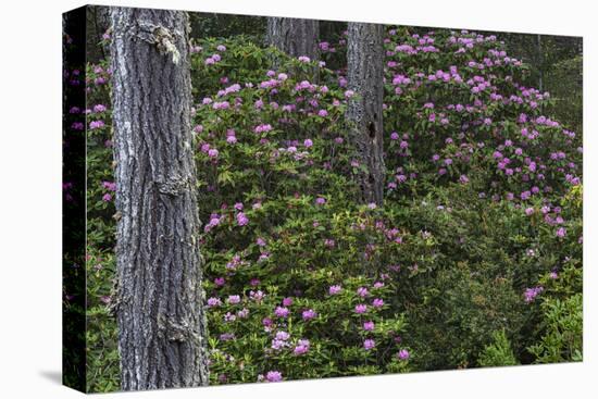 Rhododendrons Flowering in the Siuslaw NF Near Reedsport, Oregon, USA-Chuck Haney-Premier Image Canvas