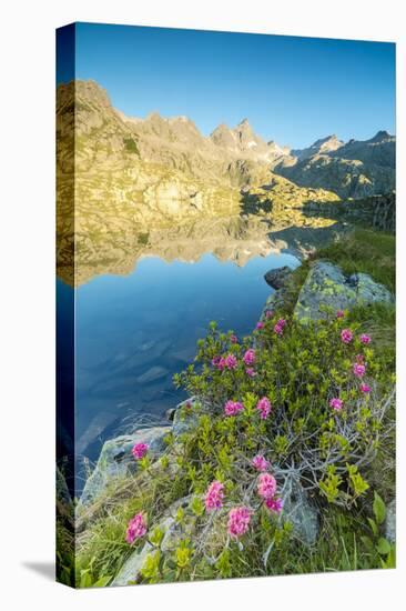 Rhododendrons frame the blue water of Lago Nero at dawn, Cornisello Pinzolo, Brenta Dolomites, Tren-Roberto Moiola-Premier Image Canvas