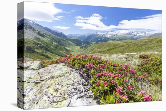 Rhododendrons frame the green alpine landscape, Montespluga, Chiavenna Valley, Valtellina, Italy-Roberto Moiola-Premier Image Canvas