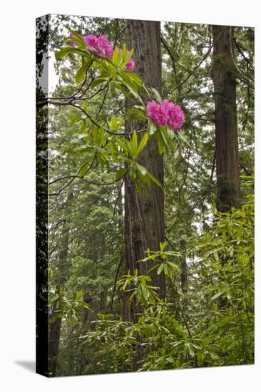 Rhododendrons with Coast Redwood trees, Redwood NP, California, USA-Jerry Ginsberg-Premier Image Canvas