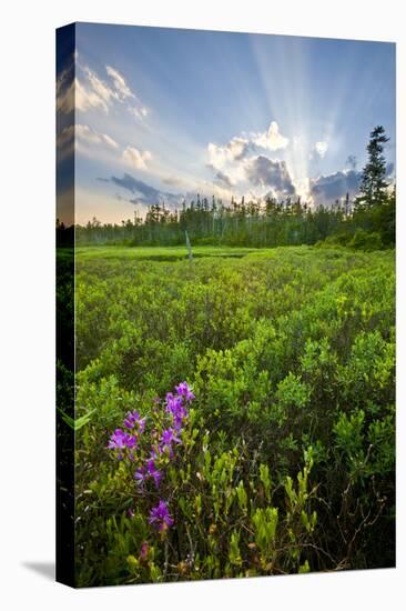 Rhodora Blooms in a Bog in New Hampshire's White Mountains-Jerry & Marcy Monkman-Premier Image Canvas