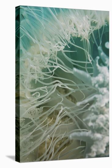 Rhopilema Nomadica Jellyfish-null-Premier Image Canvas