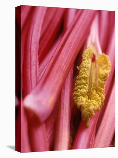 Rhubarb-Jean Cazals-Premier Image Canvas