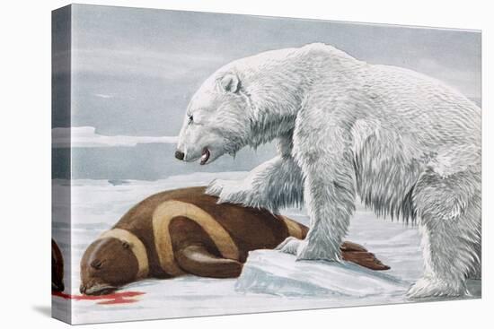 Ribbon Seal, Victim to a Polar Bear-Louis Agassiz Fuertes-Premier Image Canvas