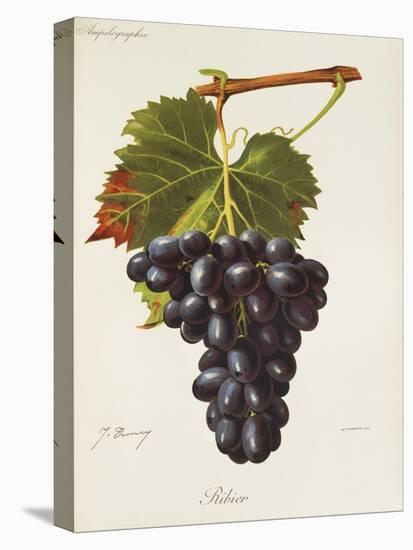 Ribier Grape-J. Troncy-Premier Image Canvas