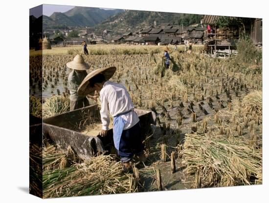 Rice Being Cut and Threshed, Guizhou Province, China-Occidor Ltd-Premier Image Canvas