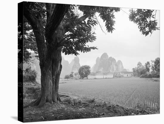 Rice Field #1-Monte Nagler-Premier Image Canvas