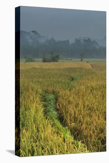 Rice Fields at the Foot of the Gunung Agung-Christoph Mohr-Premier Image Canvas