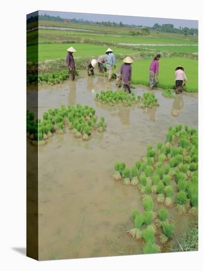 Rice Paddies, Vientiane, Laos, Asia-Bruno Morandi-Premier Image Canvas