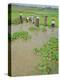 Rice Paddies, Vientiane, Laos, Asia-Bruno Morandi-Premier Image Canvas