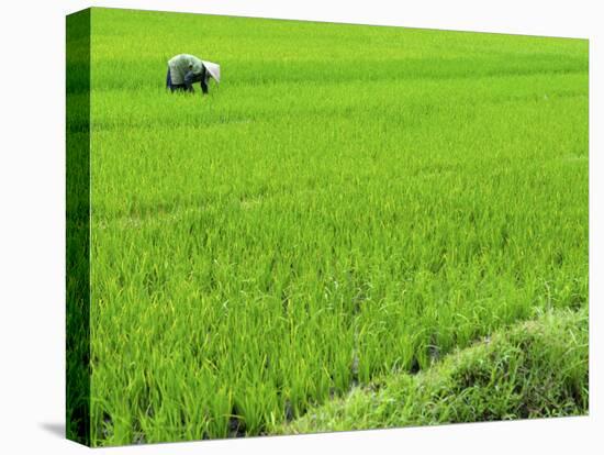 Rice Paddy Field, Halong, Vietnam, Indochina, Southeast Asia, Asia-Godong-Premier Image Canvas