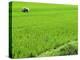 Rice Paddy Field, Halong, Vietnam, Indochina, Southeast Asia, Asia-Godong-Premier Image Canvas