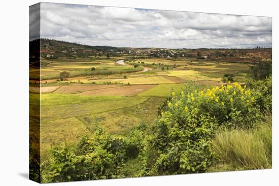 Rice Paddy Field Scenery Near Antananarivo, Antananarivo Province, Eastern Madagascar, Africa-Matthew Williams-Ellis-Premier Image Canvas