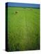 Rice Paddy Fields, Lang Co, Vietnam-Tim Hall-Premier Image Canvas