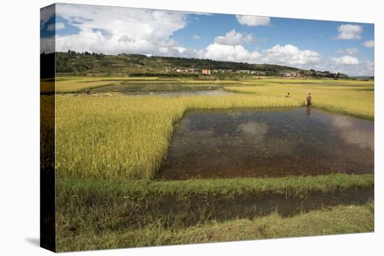 Rice Paddy Fields on Rn7 (Route Nationale 7) Near Ambatolampy in Central Highlands of Madagascar-Matthew Williams-Ellis-Premier Image Canvas