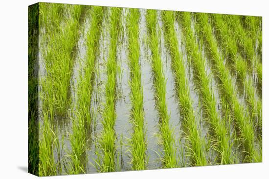 Rice paddy, near Tan Hoa, Tien Giang Province, Mekong Delta, Vietnam-David Wall-Premier Image Canvas