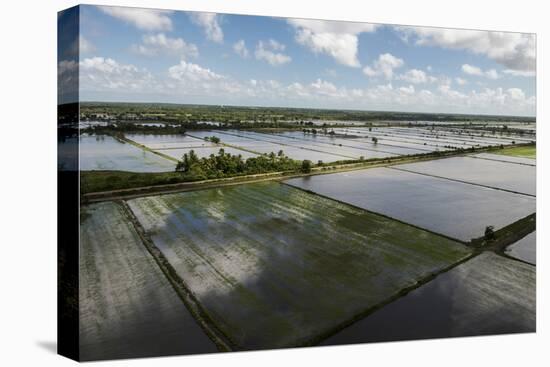 Rice Production. East Demerara Conservancy, Guyana-Pete Oxford-Premier Image Canvas