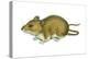Rice Rat (Oryzomys Palustris), Mammals-Encyclopaedia Britannica-Stretched Canvas