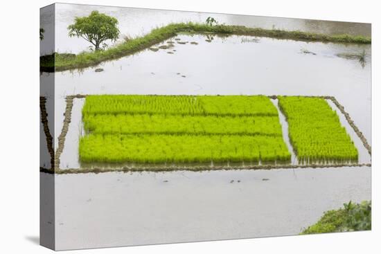 Rice Terraces, Agriculture, Philippine Cordilleras, Banaue, Ifugao, Philippines-Keren Su-Premier Image Canvas