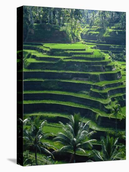 Rice Terraces, Bali, Indonesia, Southeast Asia-Harding Robert-Premier Image Canvas