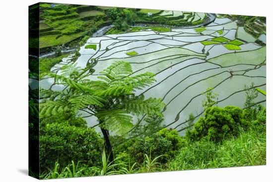 Rice Terraces of Banaue, Northern Luzon, Philippines-Michael Runkel-Premier Image Canvas