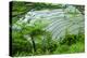 Rice Terraces of Banaue, Northern Luzon, Philippines-Michael Runkel-Premier Image Canvas