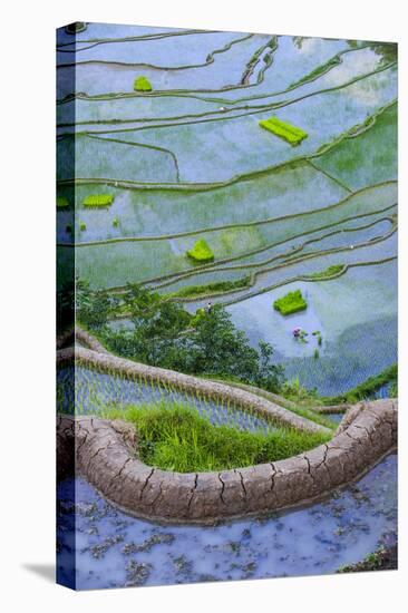 Rice Terraces of Banaue, Northern Luzon, Philippines-Michael Runkel-Premier Image Canvas