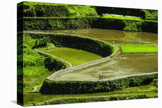 Rice Terraces of Banaue, Northern Luzon, Philippines-Michael Runkel-Premier Image Canvas