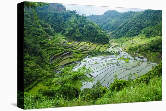 Rice Terraces of Banaue, Northern Luzon, Philippines-Michael Runkel-Premier Image Canvas