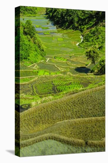 Rice Terraces of Banaue, Northern Luzon, Philippines-Michael Runkel-Premier Image Canvas