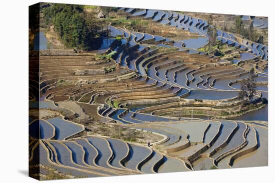 Rice Terraces, Yuanyang County, Honghe, Yunnan Province, China-Peter Adams-Premier Image Canvas