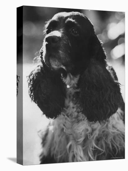 Richard M. Nixon's Dog, Checkers-Ralph Crane-Premier Image Canvas