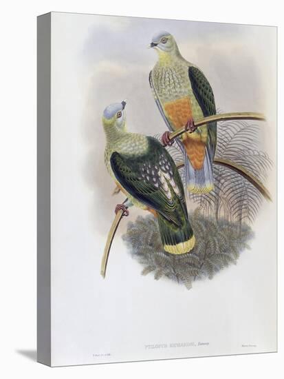 Richard's Fruit Pigeon-John Gould-Premier Image Canvas