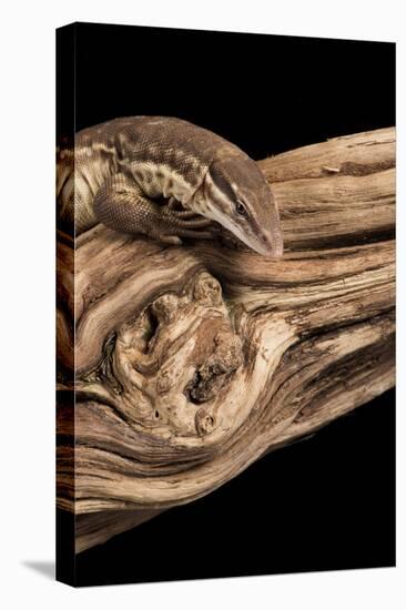 Ridge Tailed Monitor (Spiny Tailed Monitor) (Varanus acanthus), captive, Australia, Pacific-Janette Hill-Premier Image Canvas
