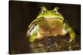 Ridged Tree Frog (Hyla Plicata), Milpa Alta Forest, Mexico, September-Claudio Contreras Koob-Premier Image Canvas