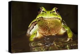 Ridged Tree Frog (Hyla Plicata), Milpa Alta Forest, Mexico, September-Claudio Contreras Koob-Premier Image Canvas