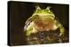 Ridged Tree Frog (Hyla Plicata), Milpa Alta Forest, Mexico, September-Claudio Contreras Koob-Premier Image Canvas