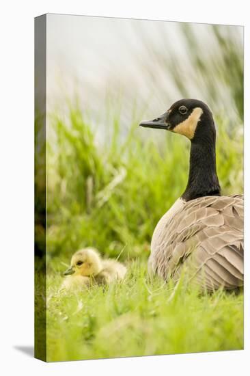 Ridgefield National Wildlife Refuge, Washington State, USA. Canada goose mother and chick.-Janet Horton-Premier Image Canvas