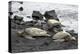 Ridleys Sea Turtles on black sand beach, Big Island, Hawaii-Gayle Harper-Premier Image Canvas