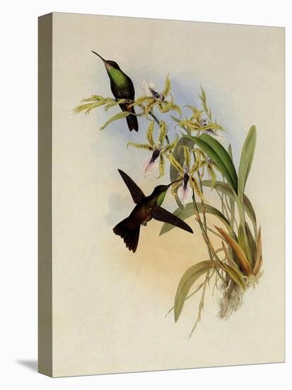 Rieffer's Amazili, Amazilia Riefferi-John Gould-Premier Image Canvas