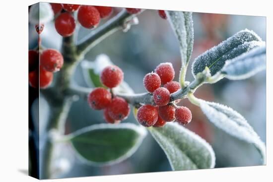 Rimed Berries of the Holly Frosted-null-Premier Image Canvas