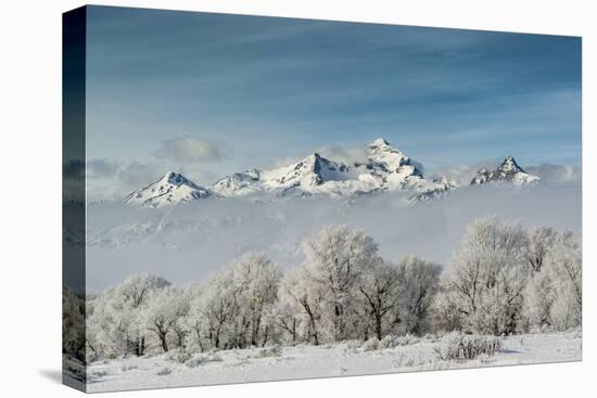 Rimed Cottonwoods and Tetons from Antelope Flats Road-Howie Garber-Premier Image Canvas