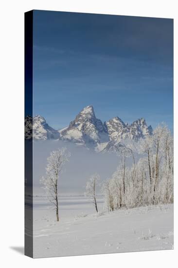 Rimed Cottonwoods and Tetons from Antelope Flats Road-Howie Garber-Premier Image Canvas