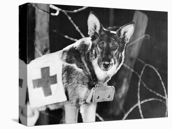 Rin-Tin-Tin (1916-1932)-null-Premier Image Canvas