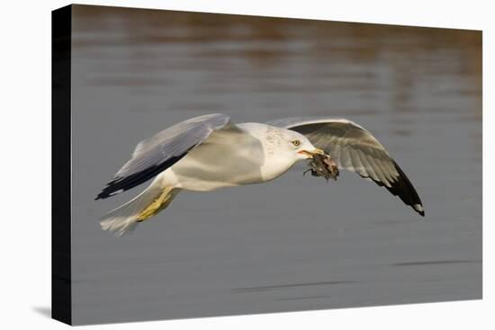 Ring-Billed Gull Flys with a Bat in it's Bill-Hal Beral-Premier Image Canvas