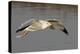 Ring-Billed Gull Flys with a Bat in it's Bill-Hal Beral-Premier Image Canvas