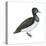 Ring-Necked Duck (Aythya Collaris), Birds-Encyclopaedia Britannica-Stretched Canvas