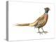 Ring-Necked Pheasant (Phasianus Colchicus), Birds-Encyclopaedia Britannica-Stretched Canvas