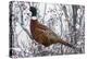 Ring-Necked Pheasant-Ken Archer-Premier Image Canvas