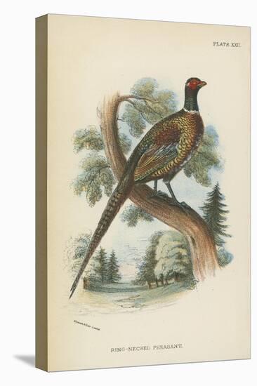 Ring-Necked Pheasant-English School-Premier Image Canvas